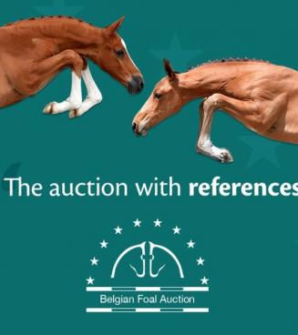 Belgian Foal Auction Belgian Foal Auction