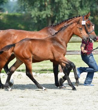 BWP Online Foal Auction 28/9 > 1/10 and 5>8/10 BWP Online Foal Auction 28/9 > 1/10 and 5>8/10