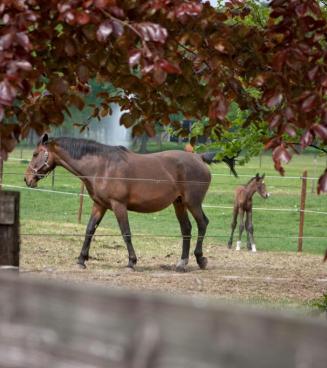 Concours d'elevage BWP Wallonië et de sauts en liberté OPEN ( 2 et 3 ans ) - 22/07/2018 Hannut Concours d'elevage BWP Wallonië et de sauts en liberté OPEN ( 2 et 3 ans ) - 22/07/2018 Hannut