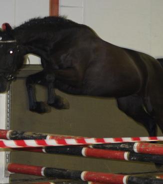 Oefenavond vrijspringen alle paarden, BWP Moerbeke-Waas Oefenavond vrijspringen alle paarden, BWP Moerbeke-Waas