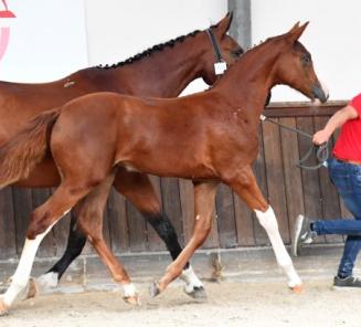 Online Foal Auction: N'oubliez pas de vous enregistrer! Online Foal Auction: N'oubliez pas de vous enregistrer!