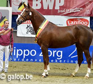 Dinsdag 30 september: Infomoment exterieur van een paard door Stefaan De Smet Dinsdag 30 september: Infomoment exterieur van een paard door Stefaan De Smet