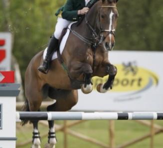 Abberuail vh Dingeshof remporte le GP Hardenberg! Abberuail vh Dingeshof remporte le GP Hardenberg!