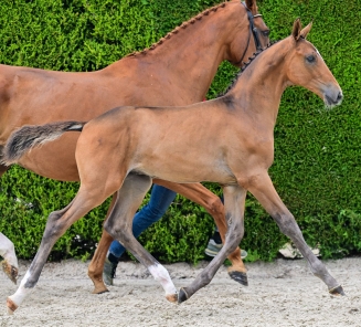 elite foal auction 2025