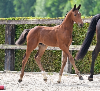 online foal auction 2025