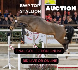 bwp top stallion auction