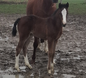 dolly eerste veulen