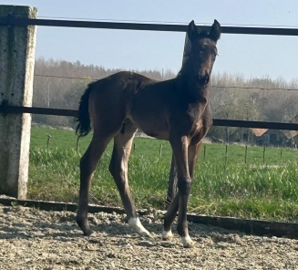 DREAMSTAR DE PERQUIESSE