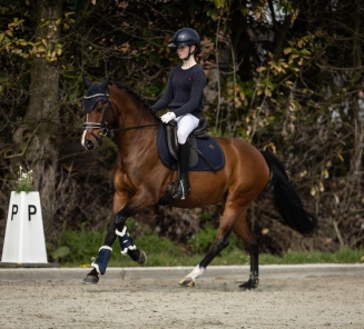 Appy d'Horlebecq nationaal lrv indoor dressuur