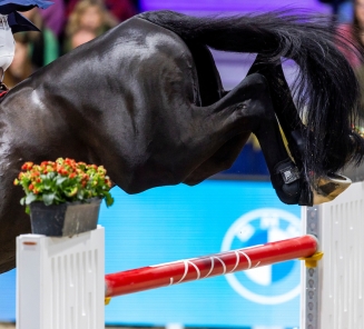 Detail paard