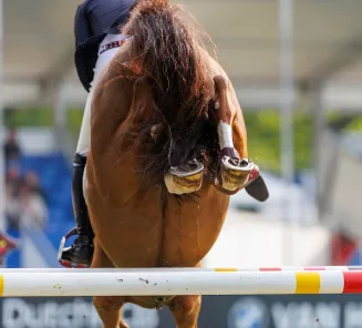 Detail paard