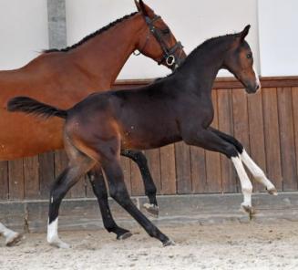 BWP Online Foal Auction: les dernières heures BWP Online Foal Auction: les dernières heures