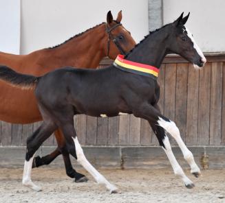 Presque 40.000 euros pour l'as de la vente aux enchères le BWP Online Foal Auction Presque 40.000 euros pour l'as de la vente aux enchères le BWP Online Foal Auction