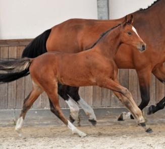 BWP Online Foal Auction: les enchères commencent BWP Online Foal Auction: les enchères commencent