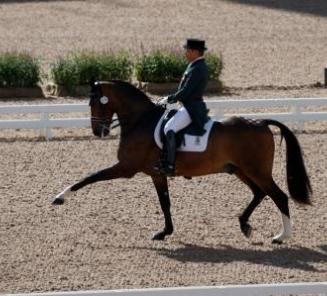 Dressuur: Diavolo II de Laubry loopt succesvol in Spanje Dressuur: Diavolo II de Laubry loopt succesvol in Spanje