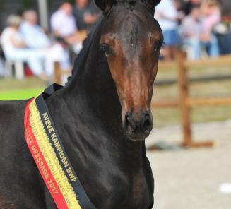 Dressuurenquête: en de winnaar van het promotiepakket is… Dressuurenquête: en de winnaar van het promotiepakket is…