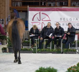 BWP Stallion Selection Show BWP Stallion Selection Show