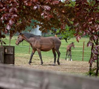 Send a picture of your foal for our Facebook page! Send a picture of your foal for our Facebook page!