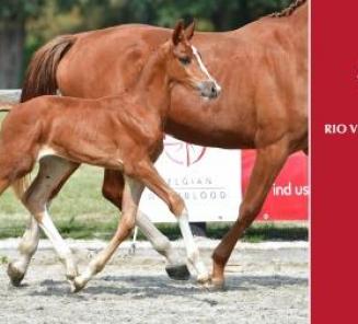 Biedingen BWP Online Foal Auction van start Biedingen BWP Online Foal Auction van start