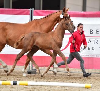 BWP Online Foal Auction: some testimonials BWP Online Foal Auction: some testimonials