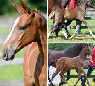 We are proud to present the collection for the BWP Elite Foal Auction We are proud to present the collection for the BWP Elite Foal Auction