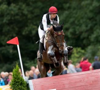 Auction stallions: related to Fletcha van t Verahof, Funky Music and the BWP lines 10 and 83