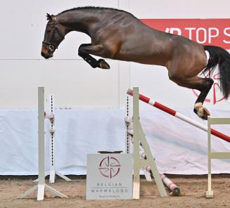 Le BWP Top Stallion Auction vous présente: les étalons de la vente aux enchères Le BWP Top Stallion Auction vous présente: les étalons de la vente aux enchères