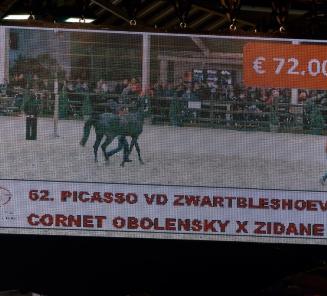 Picasso vd Zwartbleshoeve topper of the BWP Top Stallion Auction Picasso vd Zwartbleshoeve topper of the BWP Top Stallion Auction