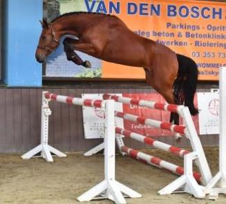 BWP organiseert nationale wedstrijd vrijspringen voor 2- en 3-jarige merries BWP organiseert nationale wedstrijd vrijspringen voor 2- en 3-jarige merries